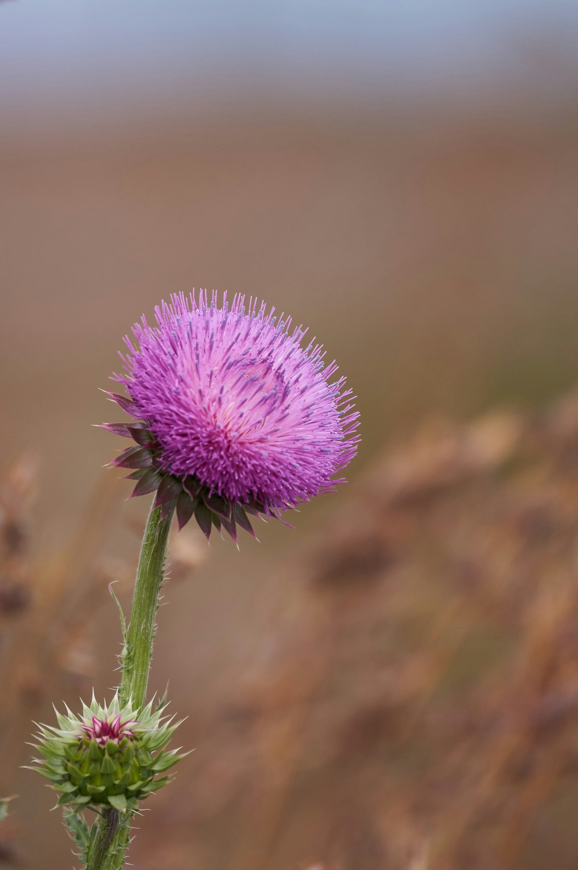 purple flower in tilt shift lens